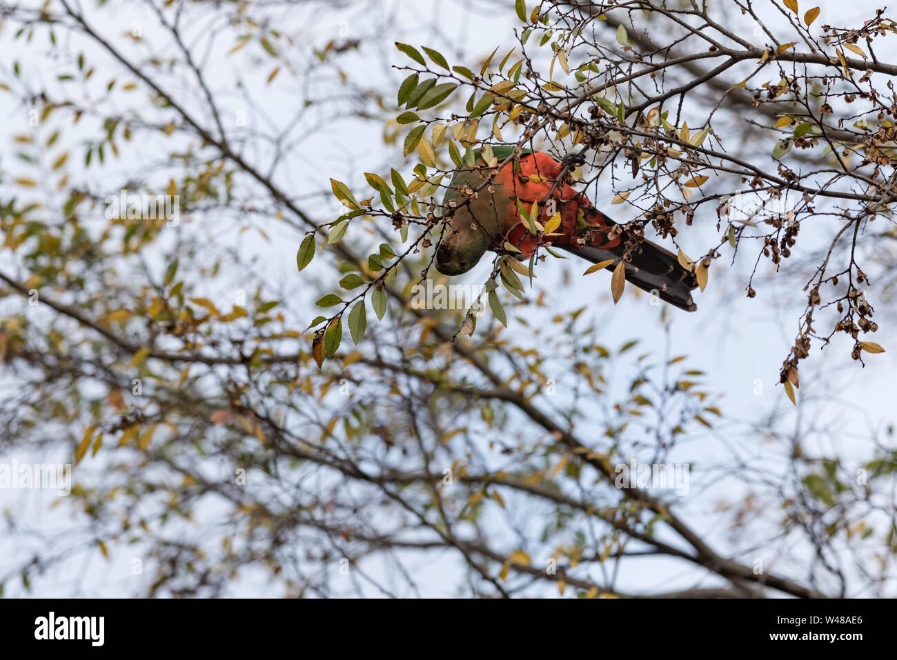 Un australiano re nativo Parrot (Alisterus scapularis) si blocca quasi capovolta in una struttura ad albero su una mattina inverni mangiare semi Foto Stock