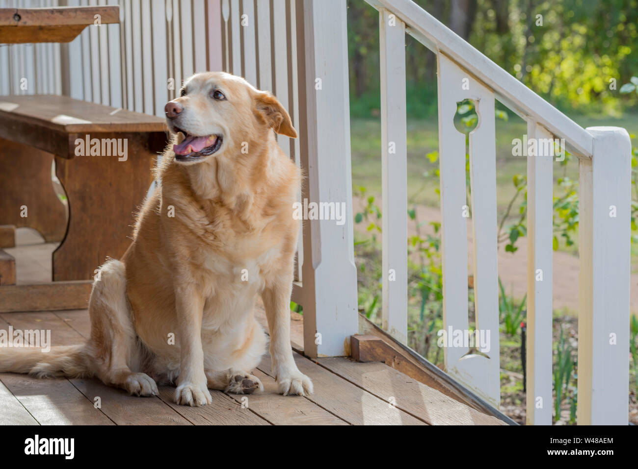 Un sorriso felice Golden Labrador Cross Border Collie si siede su una veranda in legno nel sole del pomeriggio Foto Stock