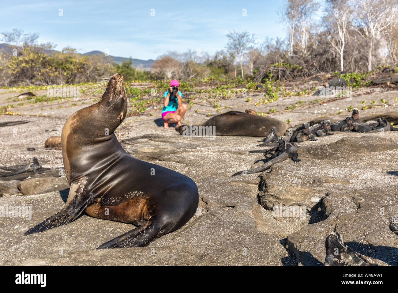 Le Galapagos Sea Lion e iguane marine e Wildlife fotografo di natura turistico a isole Galapagos prendendo foto su Galapagos viaggi avventura, Puerto Egas (Egas port) isola di Santiago, Ecuador Foto Stock