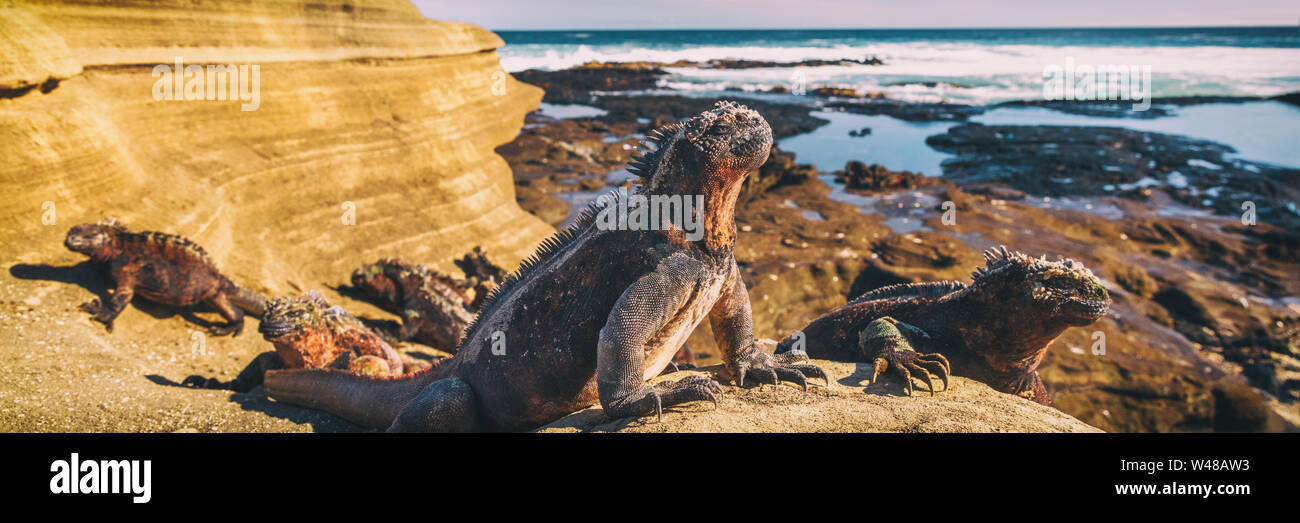 Le Galapagos Iguana sdraiati al sole sulla roccia. Iguana marina è una specie endemica nelle isole Galapagos gli animali selvatici e la natura dell'Ecuador. Foto Stock