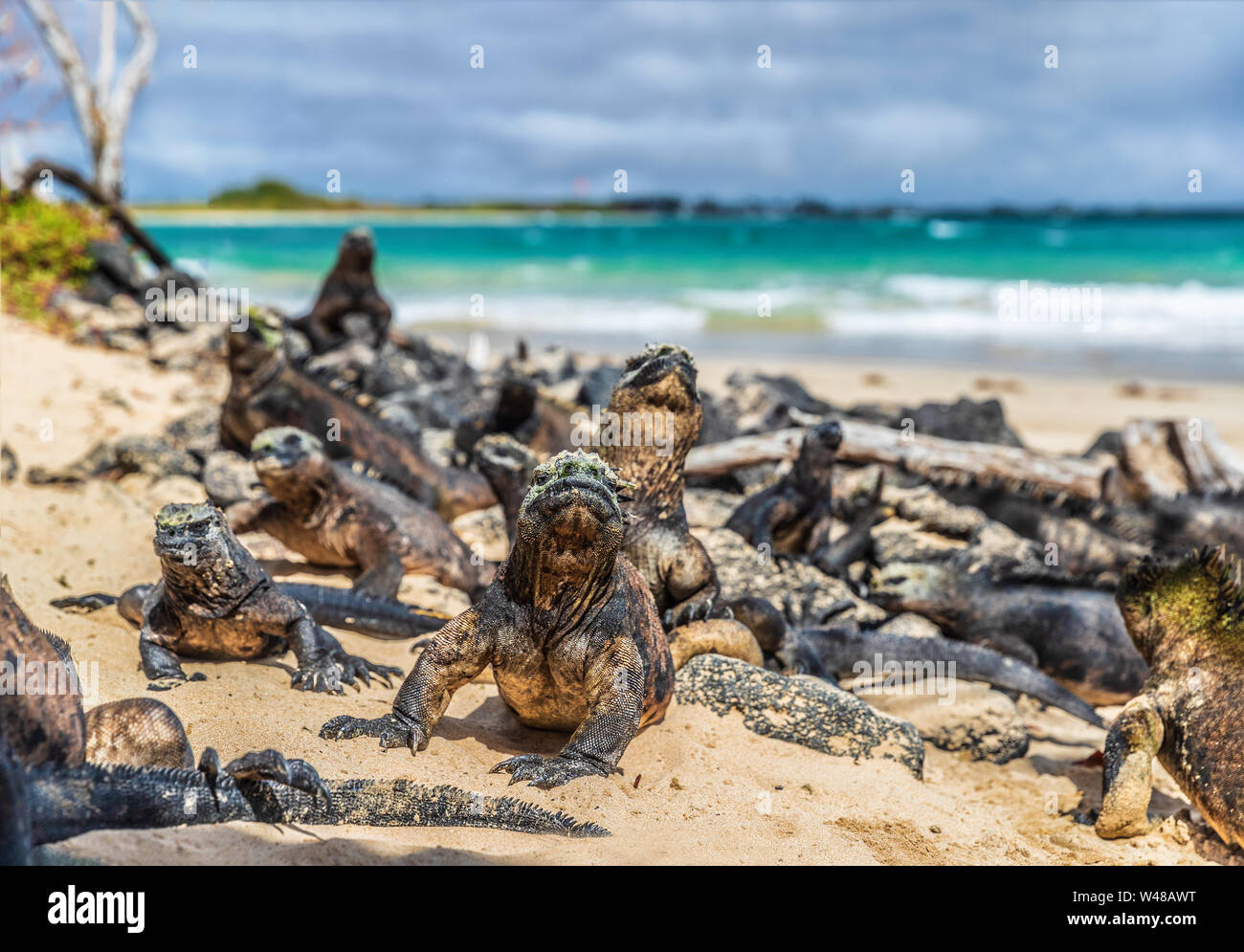 Isole Galapagos fauna selvatica animali endemici di Isabela island in Puerto Villamil. Iguane Marine rilassante su alga rocce di origine vulcanica sulla spiaggia di Isole Galapagos. Scenario di viaggio. Foto Stock