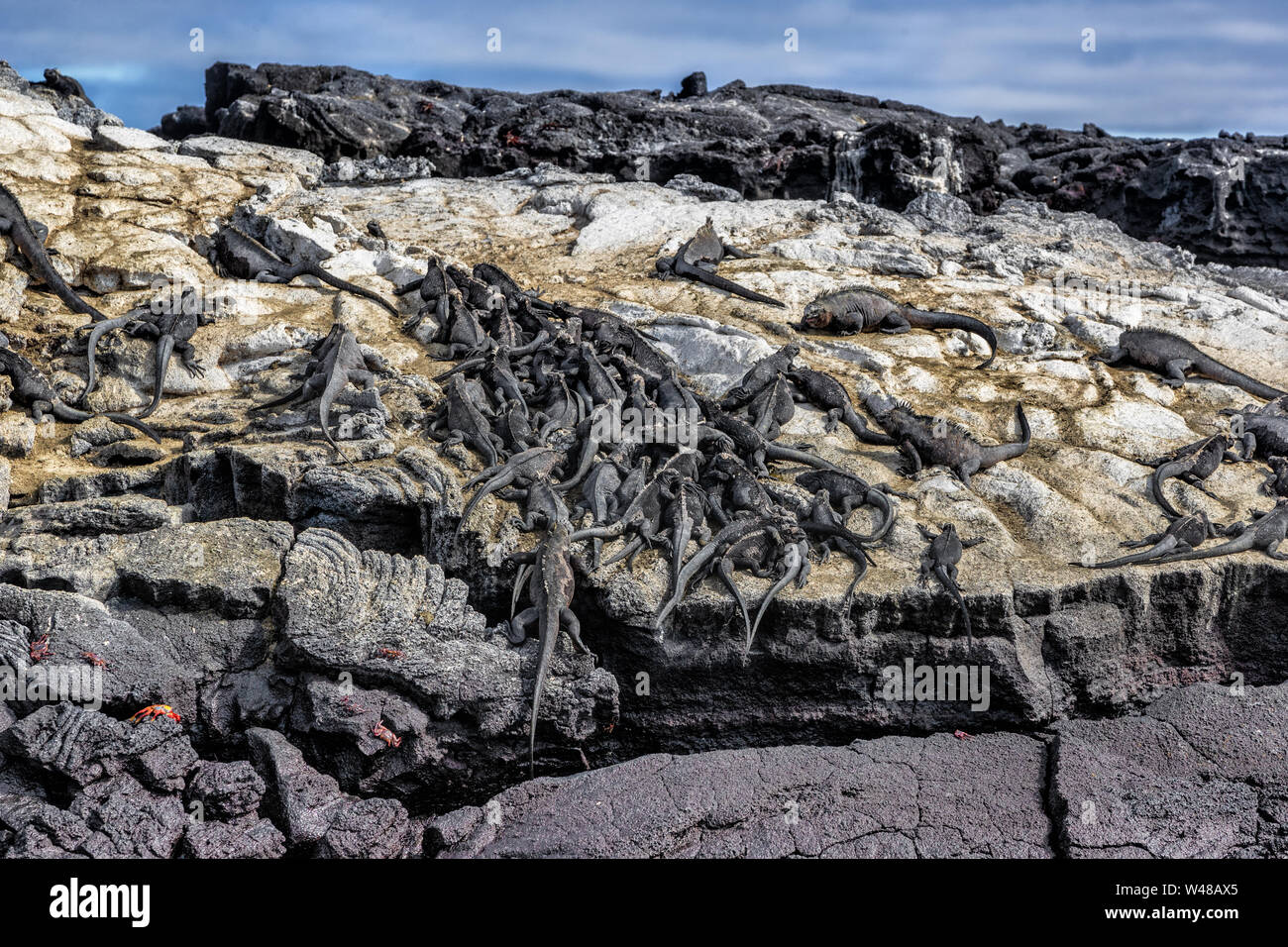 Le Galapagos iguane marine di dormire sulla roccia vulcanica di Fernandina Island in Isole Galapagos. Molti piccoli animali iguana di riposo. Fauna incontaminate su isole Galapagos Foto Stock