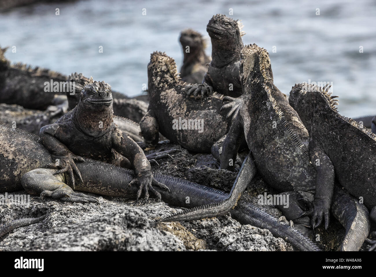 Galapagos iguane marine - riscaldamento di Iguana al sole su rocce vulcaniche su Fernandina Island, Espinoza punto. Incredibile fauna selvatica animali su isole Galapagos, Ecuador. Foto Stock
