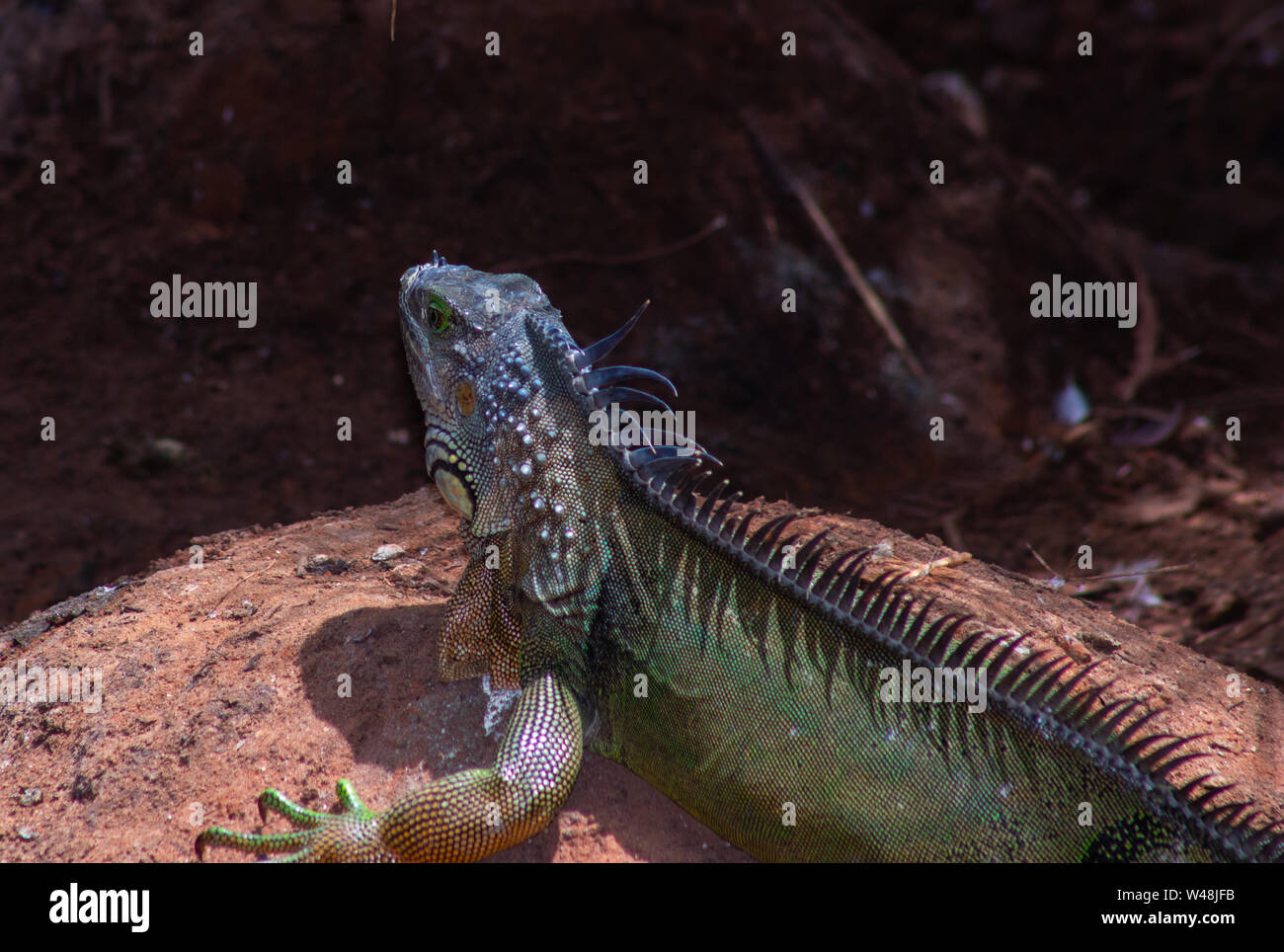 Le iguane sono nativi a umido aree nella giungla del Sud America e Nord America, normalmente vivono in alberi, circa 1,2 m sopra il suolo. Nonostante le loro dimensioni, Foto Stock