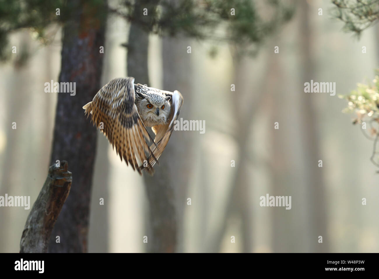 Flying gufo reale con ante aperte nella foresta durante l'autunno. La fauna selvatica in Russia. Gufo in natura habitat. Bird scene di azione. Foto Stock