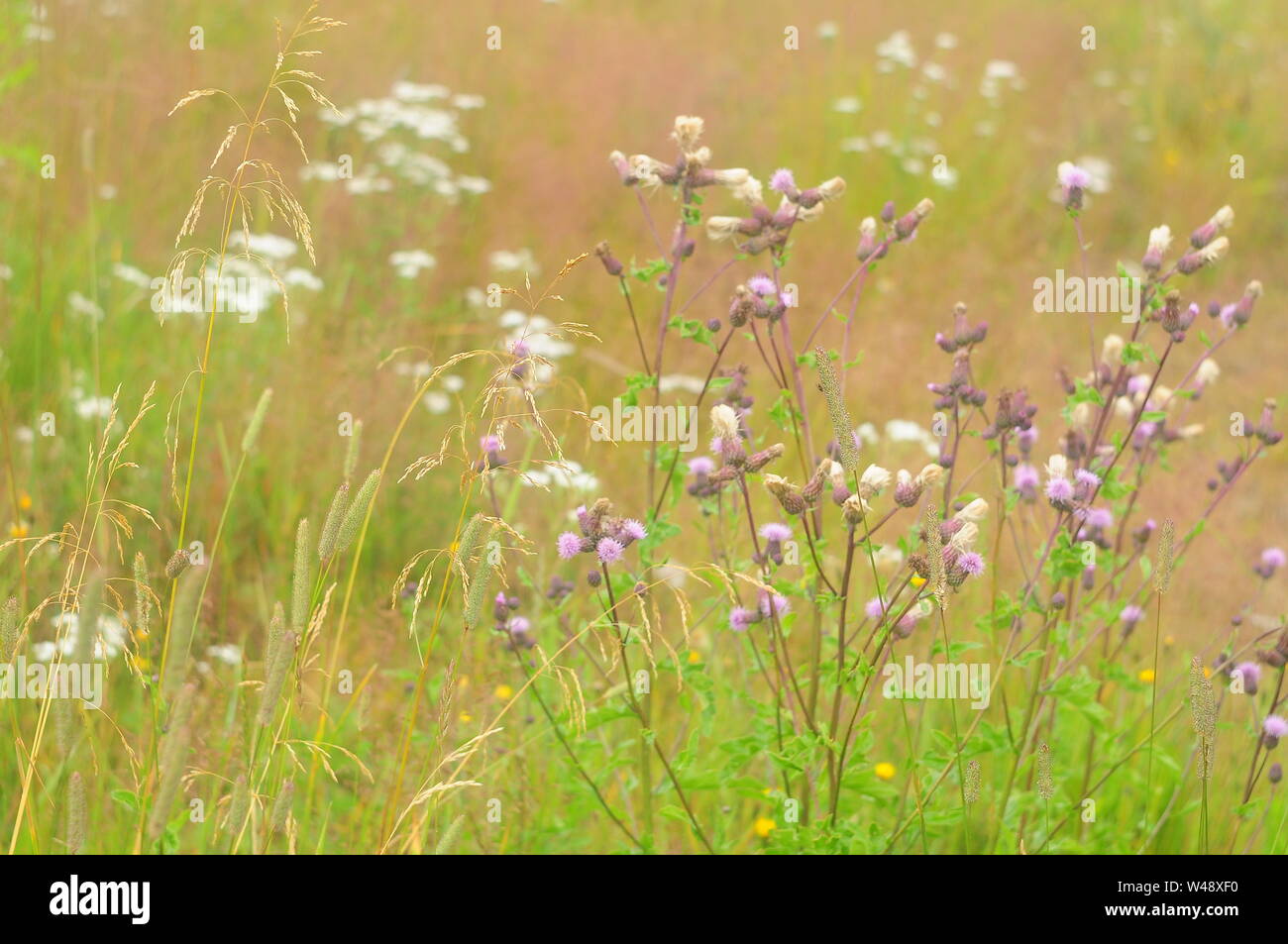 Boschetti di piante di campo, foto macro Foto Stock