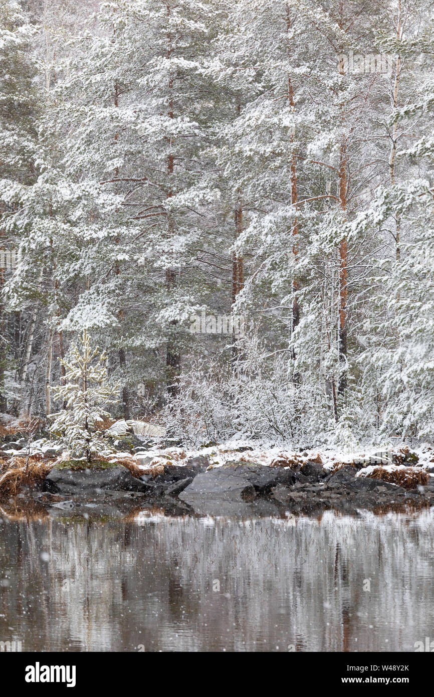 Paesaggio di inverno al lago alberi innevati e nevicata Foto Stock