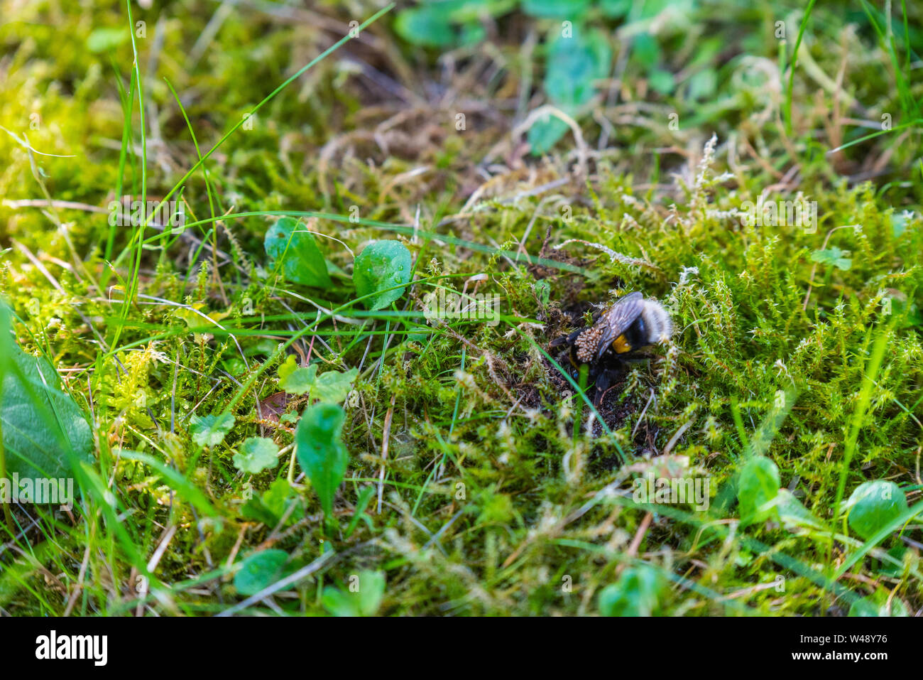 Un bumble-bee queen con acari sulla sua schiena Foto Stock