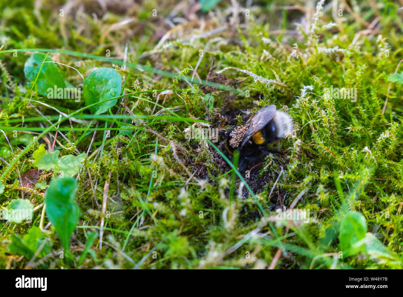 Un bumble-bee queen con acari sulla sua schiena Foto Stock