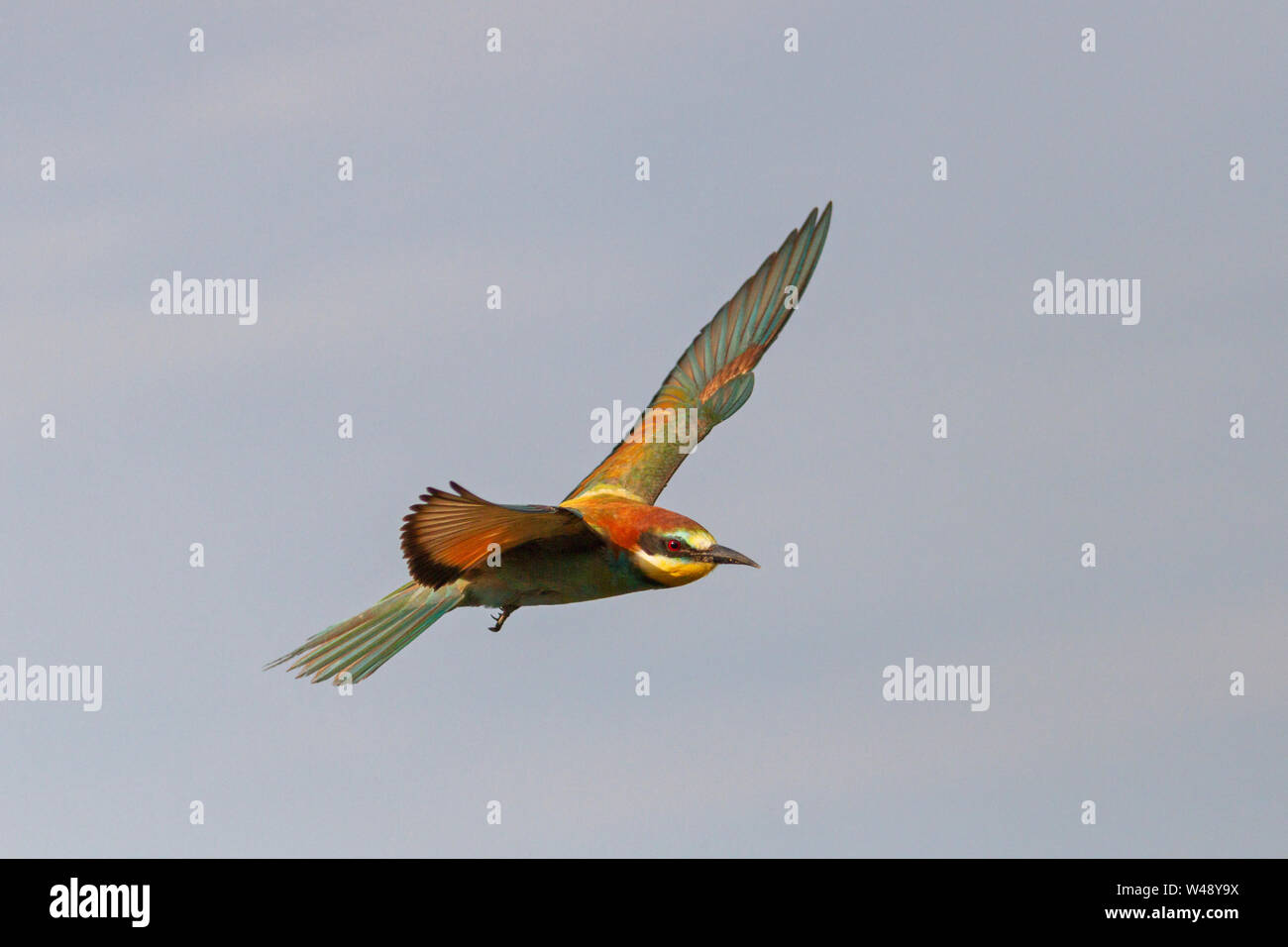 Colorati uccelli selvatici volando attraverso il cielo , natura selvaggia Foto Stock