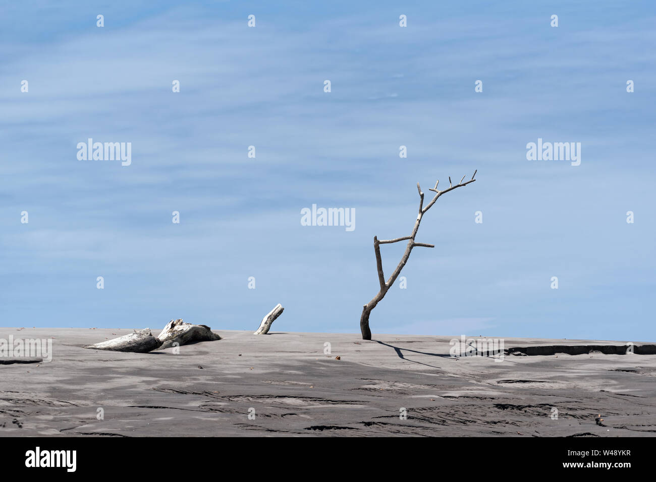 Albero morto su un sandbank nella foce del Rio Platana,l Panama Foto Stock