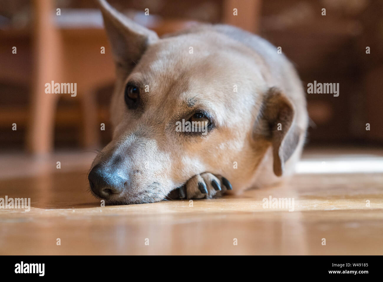 Closeup ritratto di cane triste giacente sul piano a casa, a colori Foto Stock