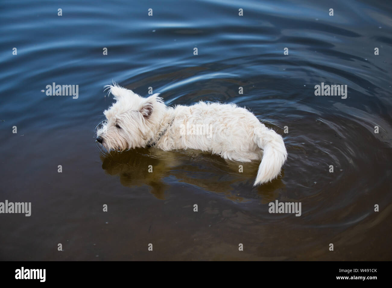 Dog paddling in un lago a Jeskyns country park, Gravesend Kent. Foto Stock