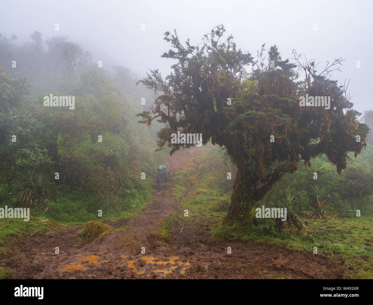 La nebbia nel percorso di Chachapoyas Foto Stock