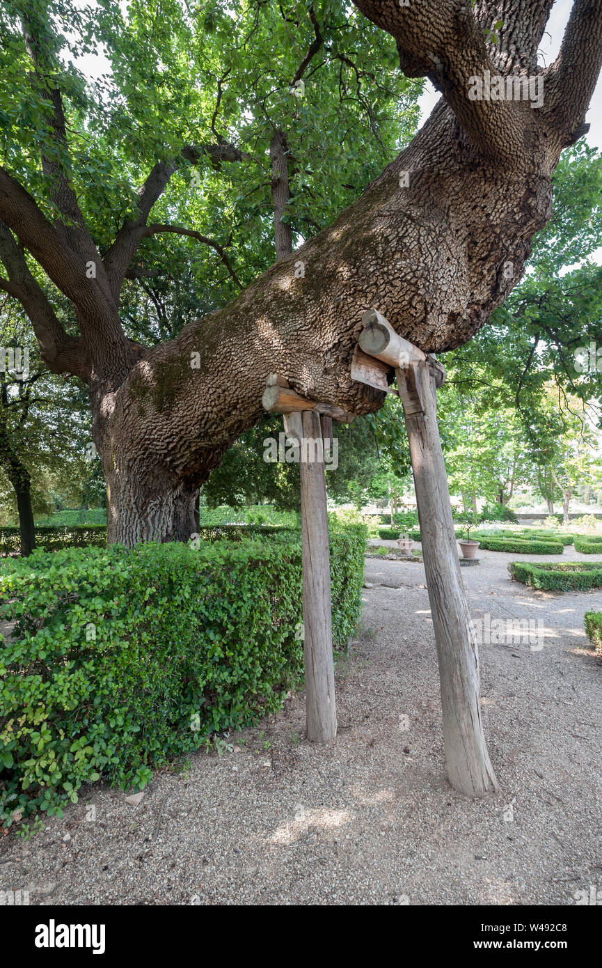 Castello, Firenze, Italia - Luglio 7, 2017: un vecchio di secoli di rovere con pali di supporto, in il giardino formale di Villa La Petraia. Foto Stock
