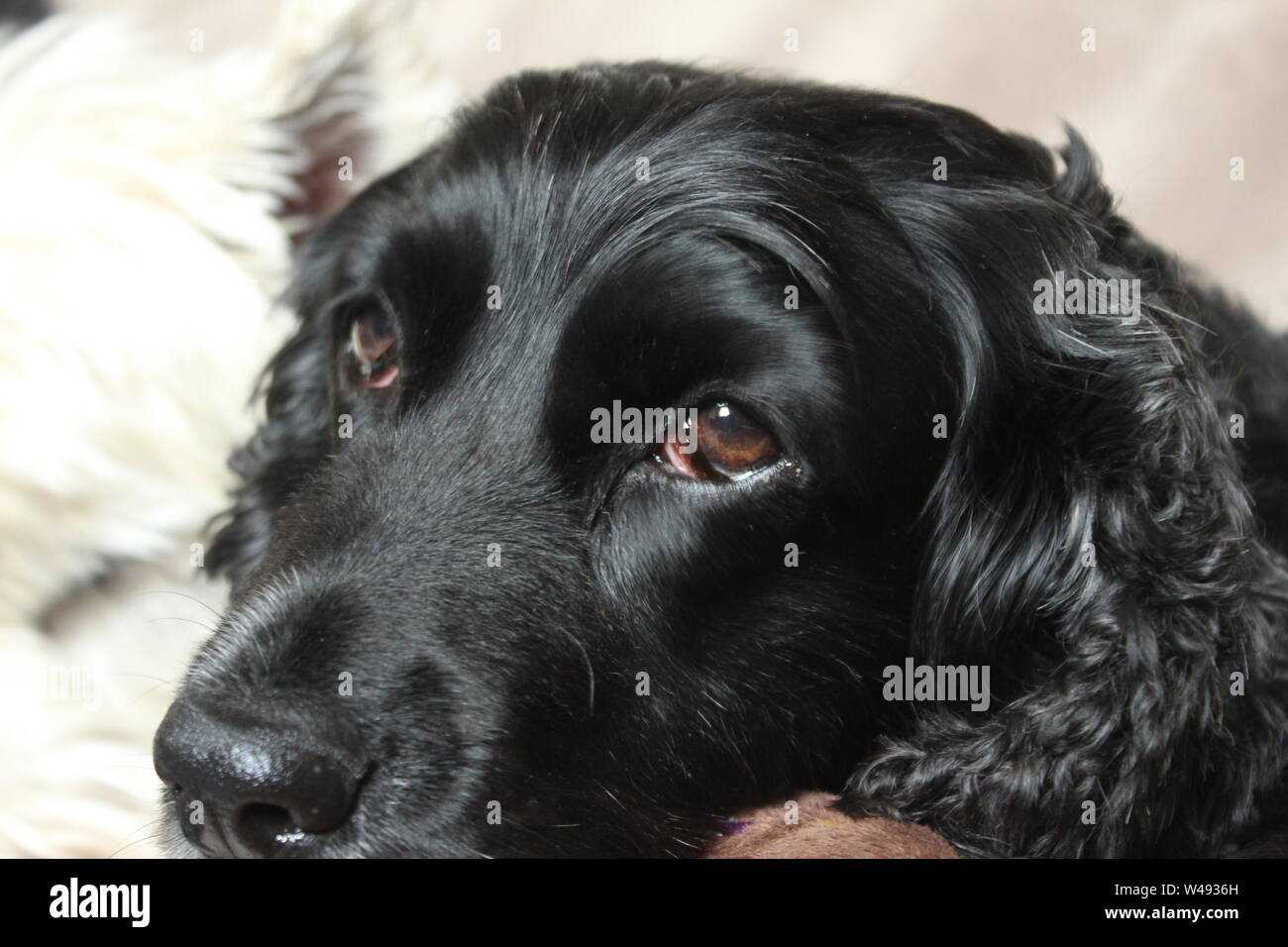 Close up di nero, lucido dog face sdraiato nella parte anteriore del cane bianco Foto Stock