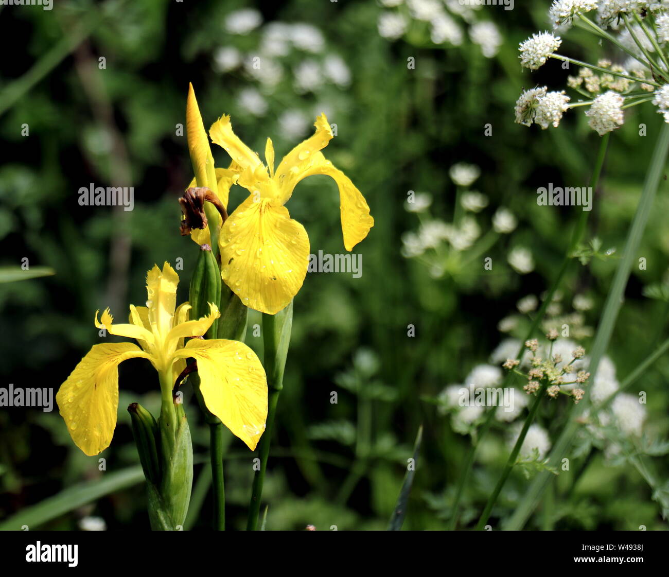 Giallo Bog Iris (Iris pseudacorus) o acqua bandiera, una pianta acquatica, famiglia Iridaceae. Anche Bog Iris, nativo per l'Europa. Ivybridge, Filham, Sud prosciutti, Foto Stock