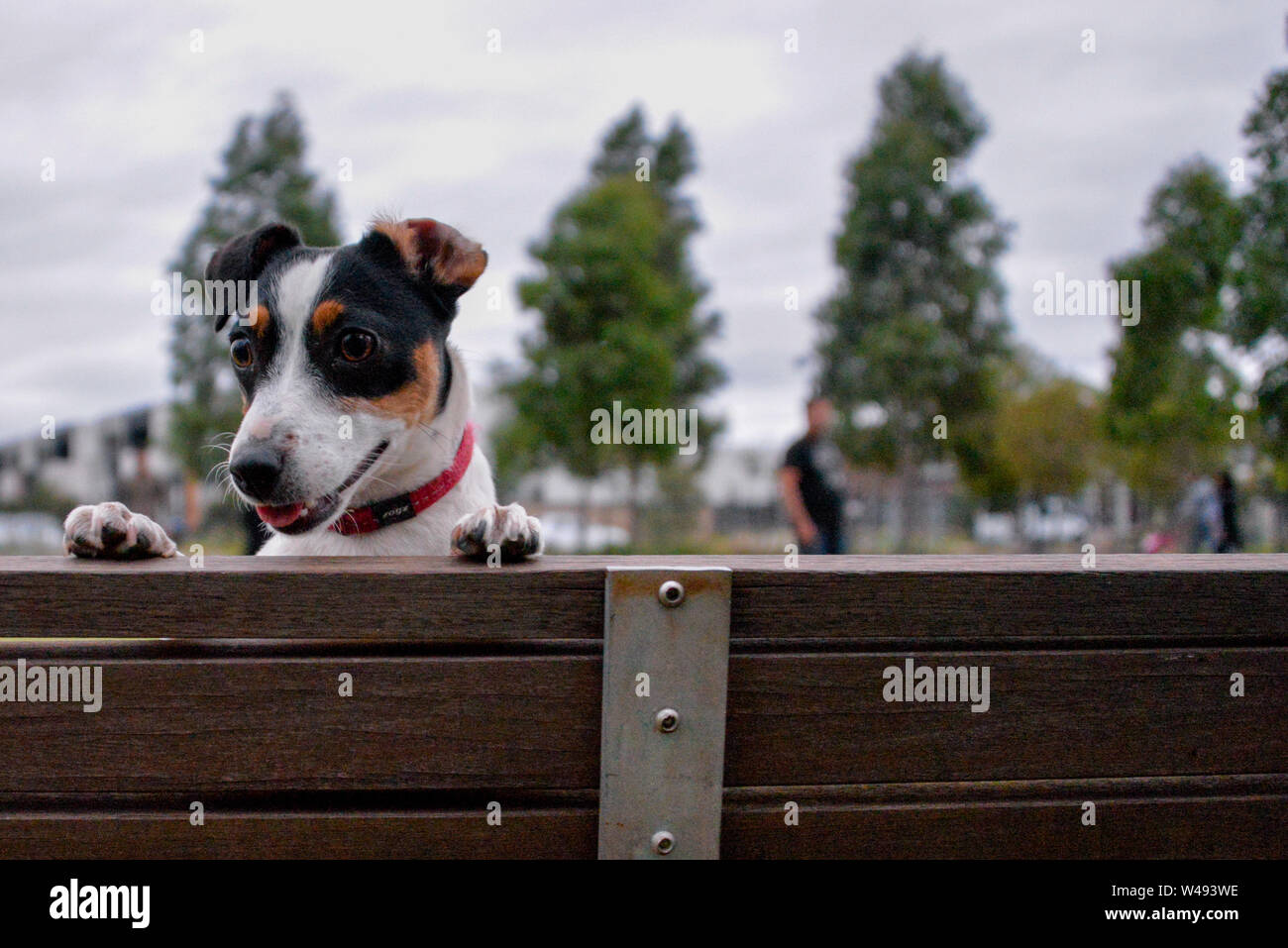 Jack Russell cane carino giocare nel parco Foto Stock