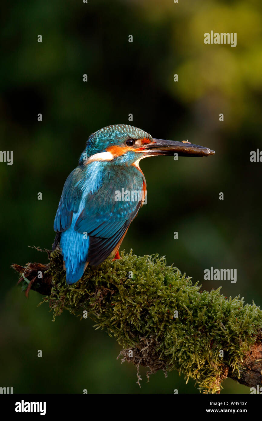 Comune di Kingfisher, Alcedo atthis, uccello maschio su un pesce persico al di sopra dell'acqua con un pesce Stickleback nella sua bill Foto Stock