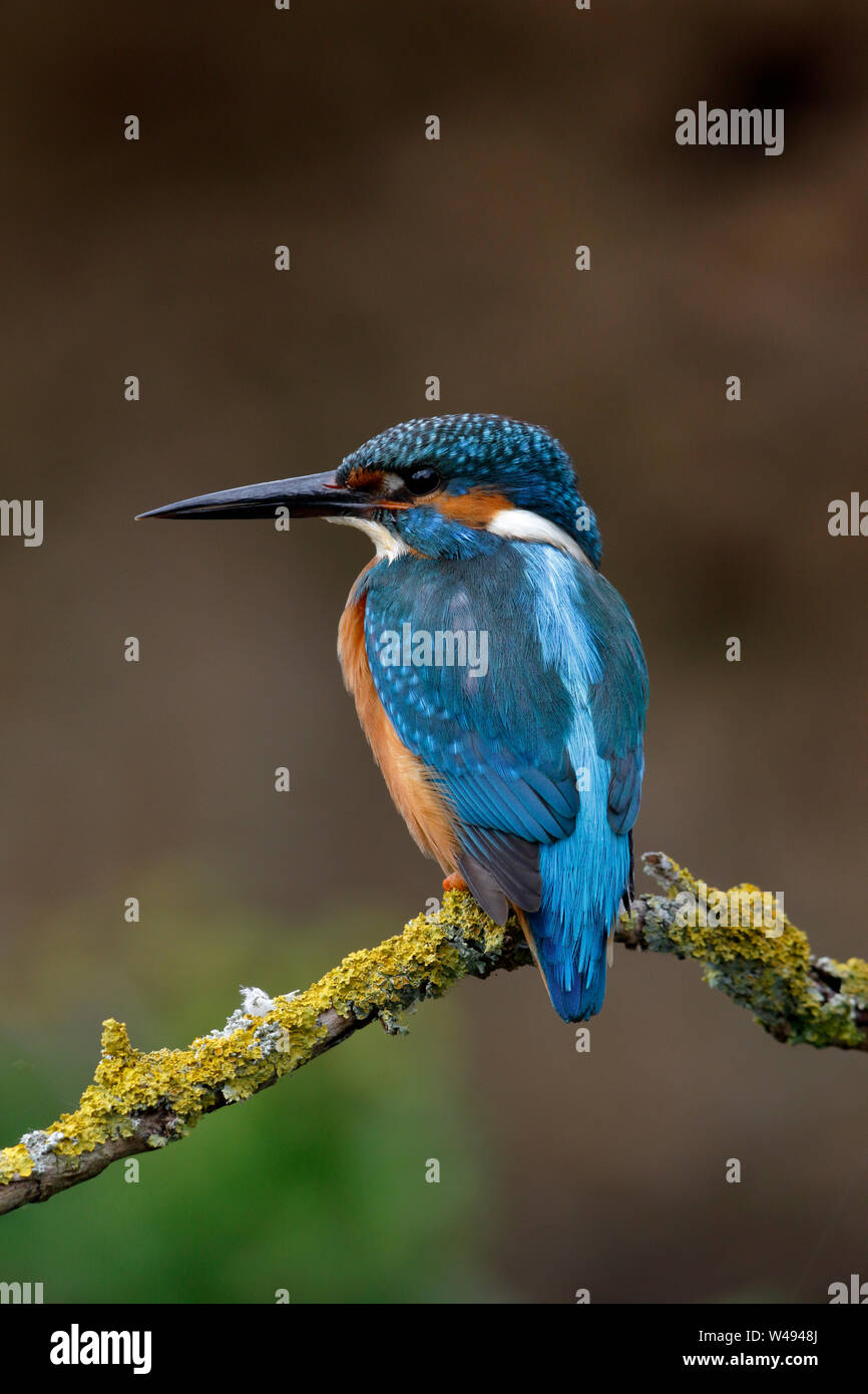 Comune di Kingfisher, Alcedo atthis, uccello maschio su un pesce persico al di sopra dell'acqua Foto Stock