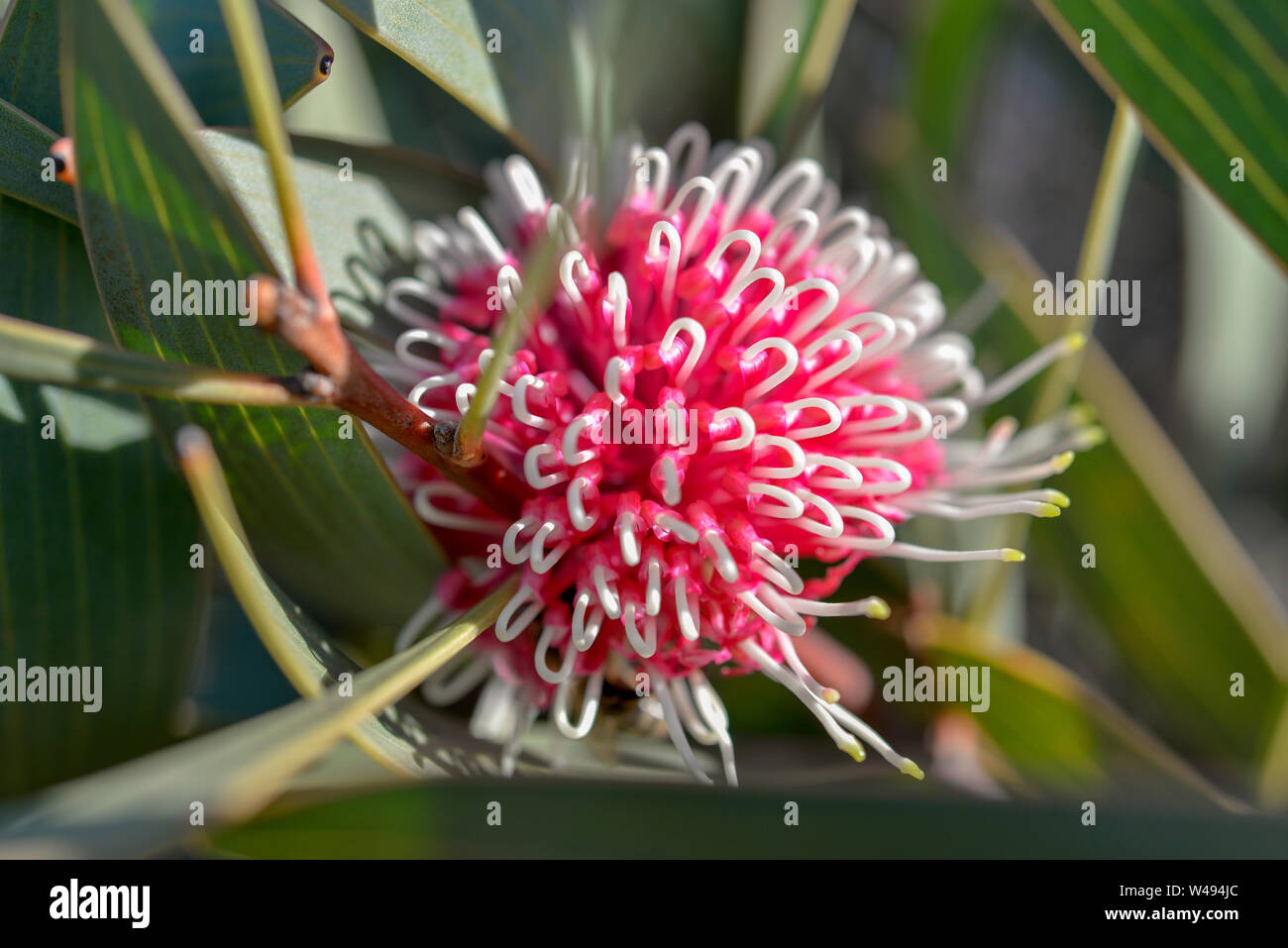 Fioritura di gomma rosso e bianco fiore per attrarre le api Foto Stock