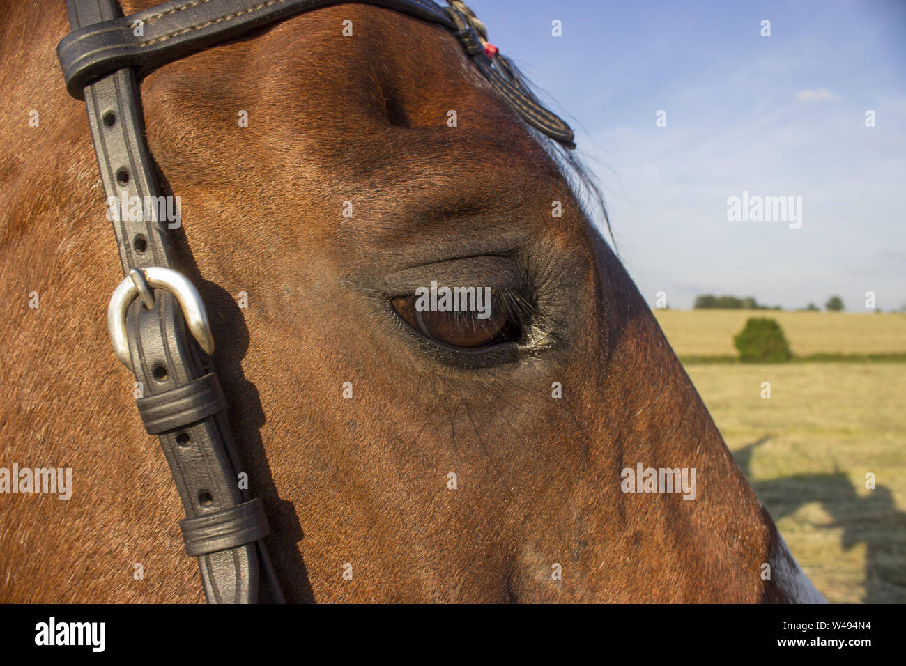 Il cavallo guarda la sua ombra con il pilota. Dettaglio del suo occhio. Foto Stock