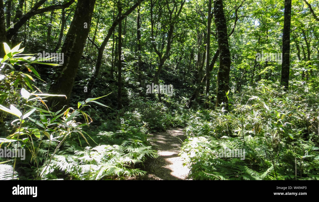 Juniko dodici laghi Shirakami-Sanchi zona montuosa. Un sito Patrimonio Mondiale dell'UNESCO nella regione di Tohoku. Nella Prefettura di Aomori, Giappone Foto Stock