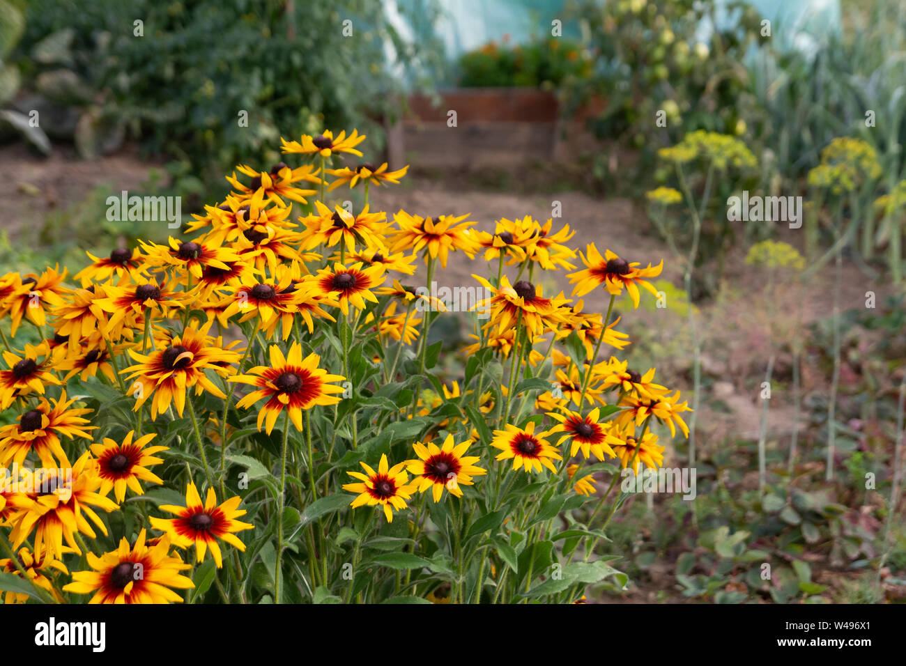 Giallo estate rudbeckia fiori nel giardino Foto Stock