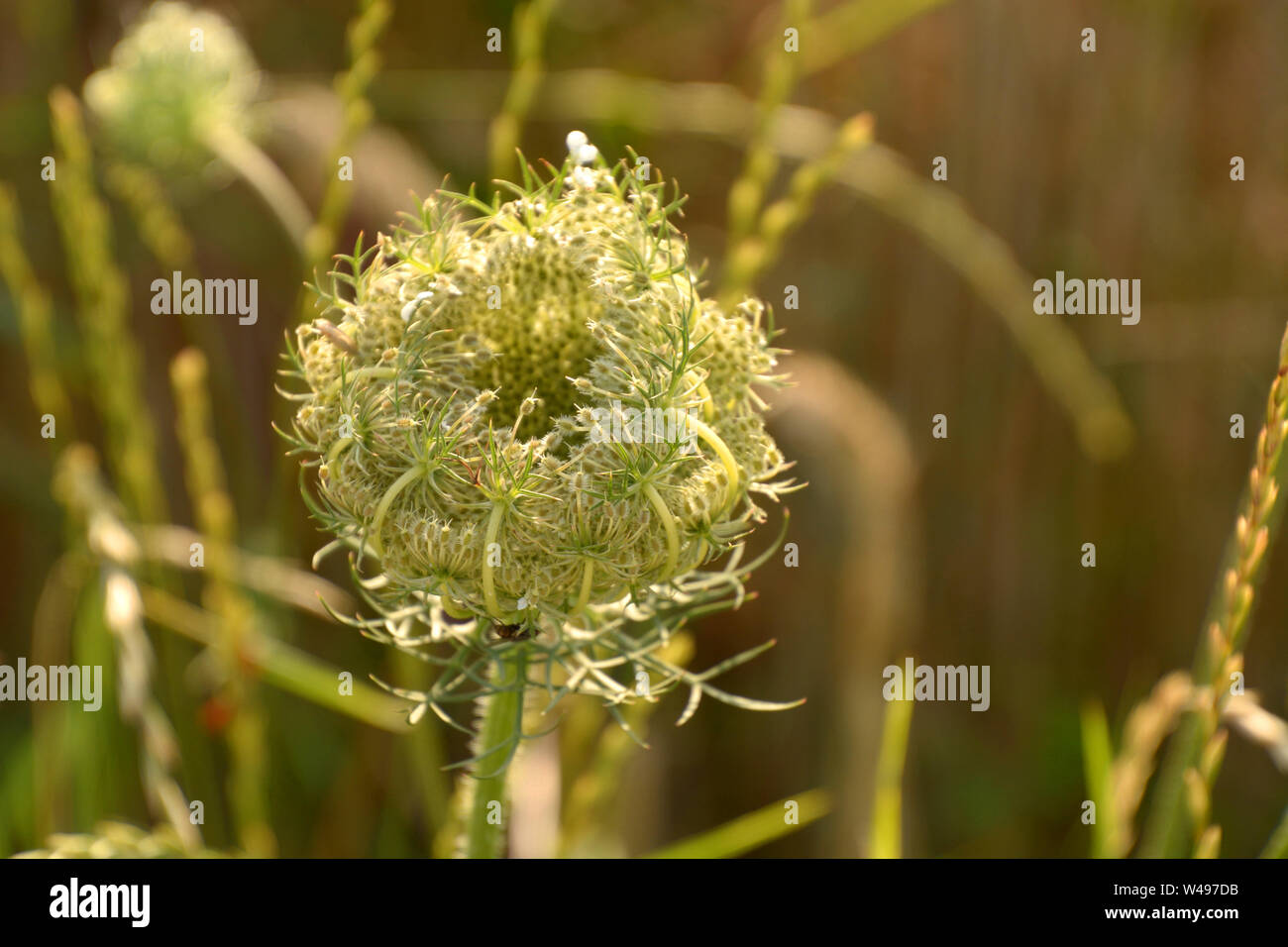 Ombrella di carota selvatica close-up, Daucus carota o carota selvatica o di nidificazione degli uccelli o i Vescovi pizzi o queen annes pizzi impianto in luglio Foto Stock