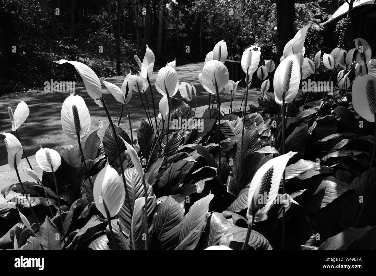 Anthurium letto floreale in bianco e nero. Foto Stock
