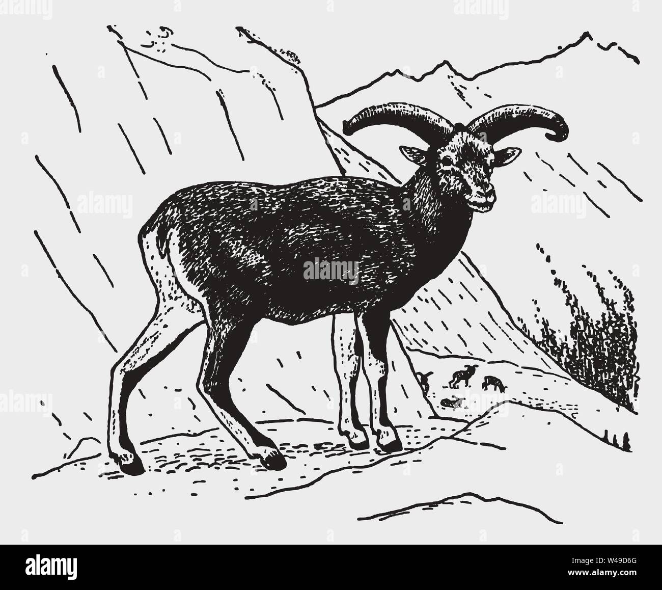 L'Himalayan pecora blu o bharal (pseudo è nayaur) in piedi in una regione di montagna. Illustrazione dopo una incisione storica risalente agli inizi del XX secolo Illustrazione Vettoriale