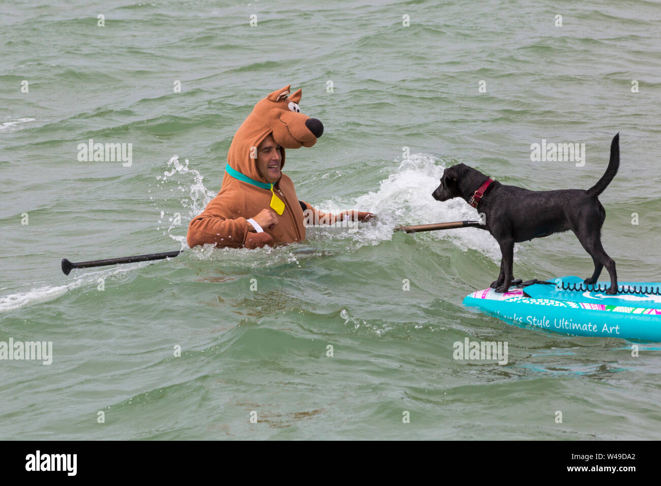 Branksome Dene lombata, Poole, Dorset, Regno Unito. Il 21 luglio 2019. Dopo il successo degli ultimi anni UKs primo cane campionati di surf, organizzato da Shaka Surf, a Branksome Dene Chine beach, la manifestazione si svolge per il secondo anno con ancor più i cani che vi partecipano e surf e paddleboarding sulle loro tavole. La folla a sua volta guarda il divertimento su breezy day rendendo le condizioni più impegnative. Harper, Patterdale Labrador croce dog e Scooby Doo surfing, ma Scooby nell'acqua! Cane la navigazione con il proprietario - sulla tavola da surf paddleboard. Credito: Carolyn Jenkins/Alamy Live News Foto Stock