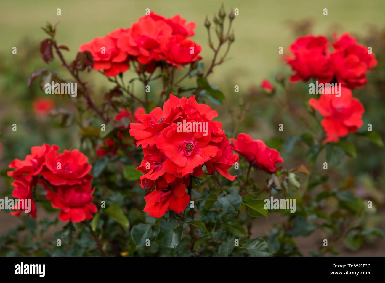 Una boccola con fiori rose rosse e una macchia verde. Un paio di gemme. Messa a fuoco selettiva. Foto Stock