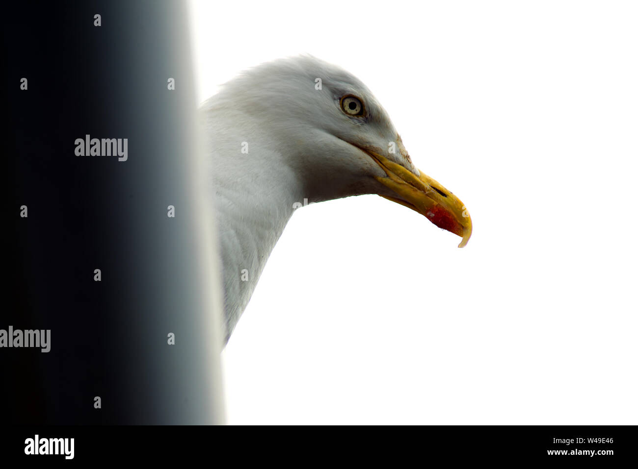 Aringa testa di gabbiano close up Foto Stock