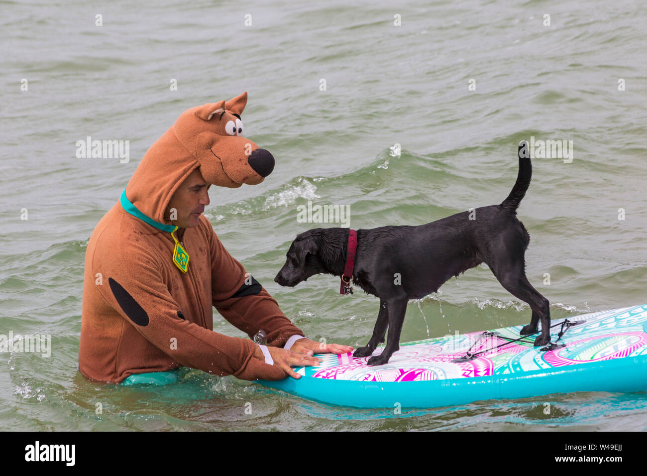 Branksome Dene lombata, Poole, Dorset, Regno Unito. Il 21 luglio 2019. Dopo il successo degli ultimi anni UKs primo cane campionati di surf, organizzato da Shaka Surf, a Branksome Dene Chine beach, la manifestazione si svolge per il secondo anno con ancor più i cani che vi partecipano e surf e paddleboarding sulle loro tavole. La folla a sua volta guarda il divertimento su breezy day rendendo le condizioni più impegnative. Harper, Patterdale Labrador croce dog e Scooby Doo surfing. Cane la navigazione con il proprietario - sulla tavola da surf paddleboard. Credito: Carolyn Jenkins/Alamy Live News Foto Stock