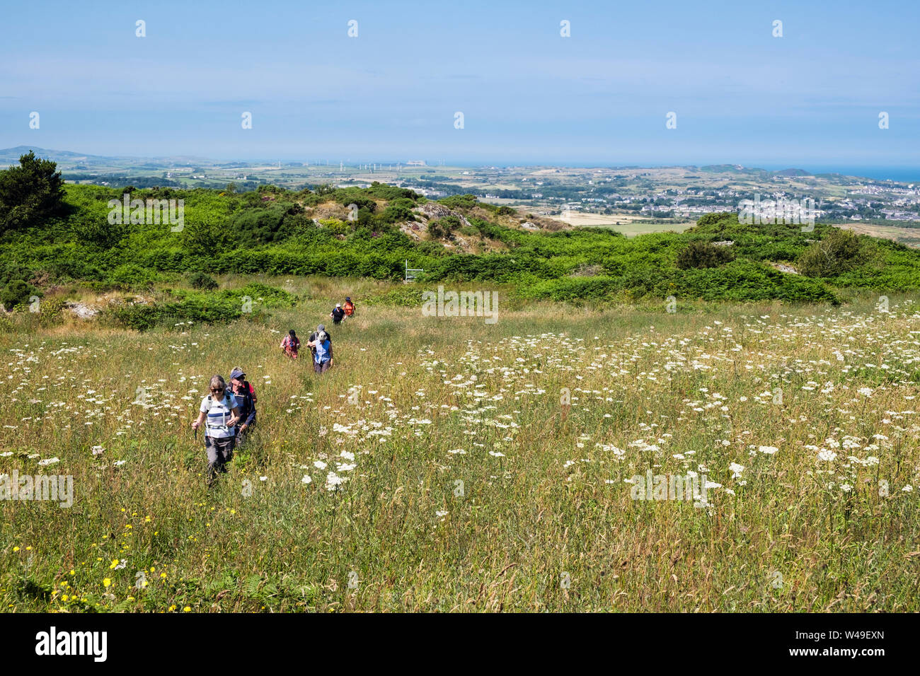 Escursionisti a piedi su un sentiero attraverso un prato di fiori selvaggi in campagna in estate. Llaneilian, Isola di Anglesey, Galles del Nord, Regno Unito, Gran Bretagna Foto Stock