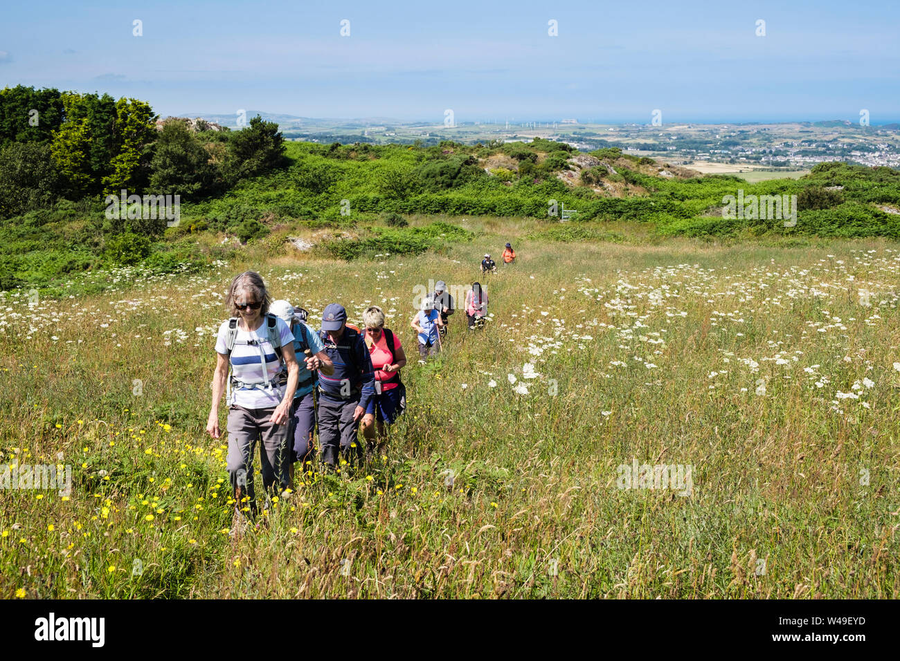 Escursionisti a piedi su un sentiero attraverso un prato di fiori selvaggi in campagna in estate. Llaneilian, Isola di Anglesey, Galles del Nord, Regno Unito, Gran Bretagna Foto Stock