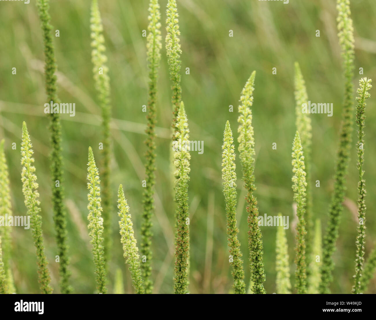 Close up di reseda luteola, noto come dyer's Rocket, dyer di erbaccia, saldare, woold e erbaccia giallo Foto Stock