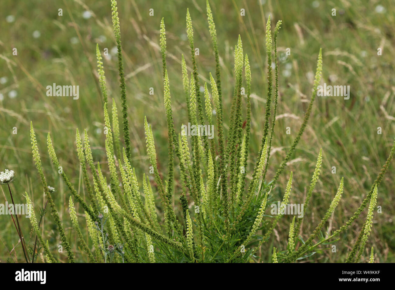 Close up di reseda luteola, noto come dyer's Rocket, dyer di erbaccia, saldare, woold e erbaccia giallo Foto Stock