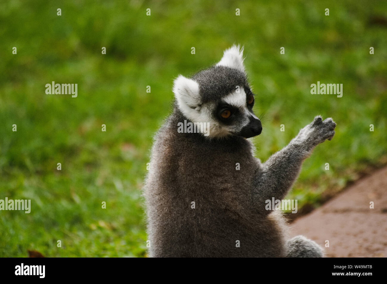 Cool giovani lemure cat, Madagascar Lemur catta Foto Stock