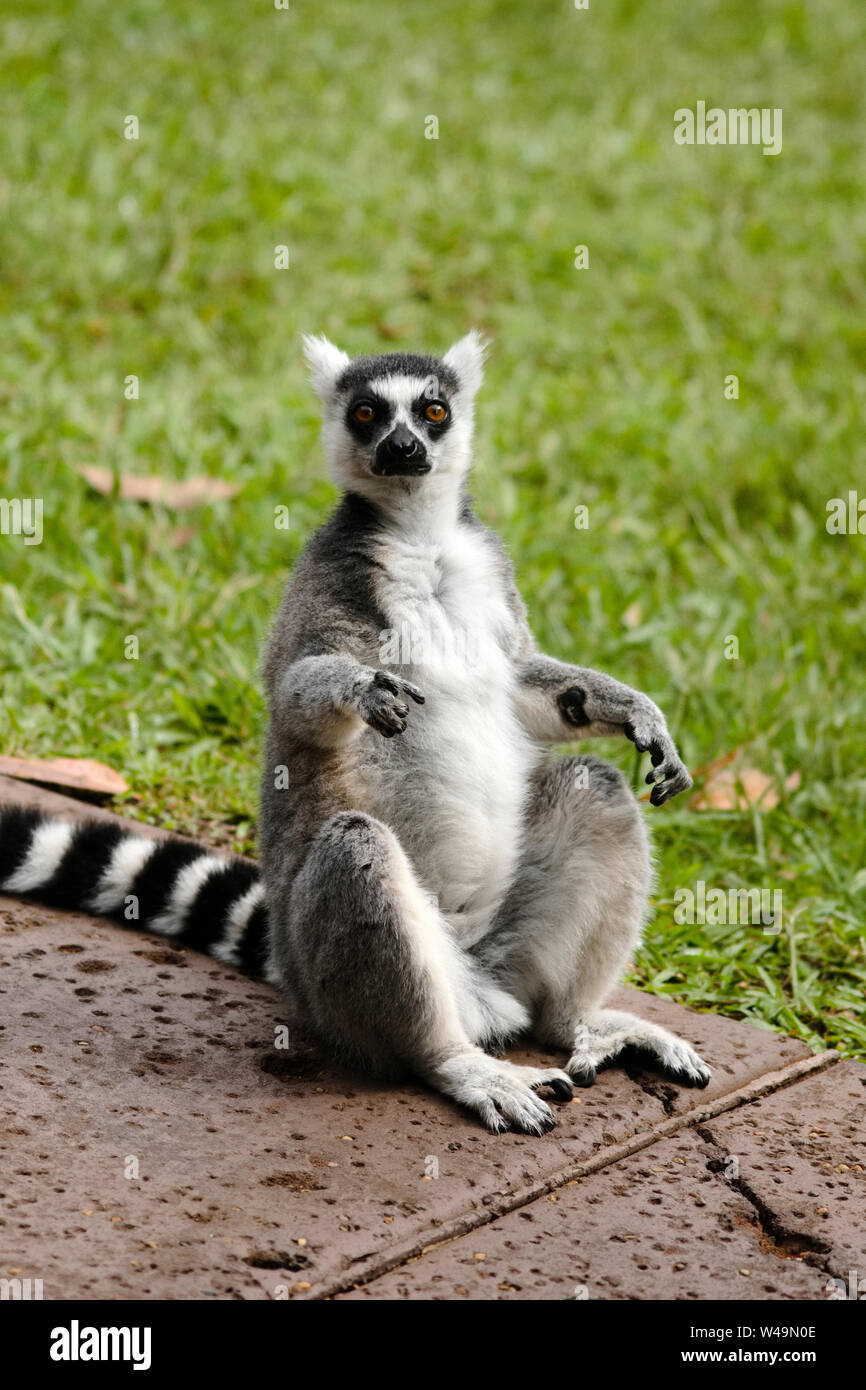 Cool giovani lemure cat, Madagascar Lemur catta Foto Stock