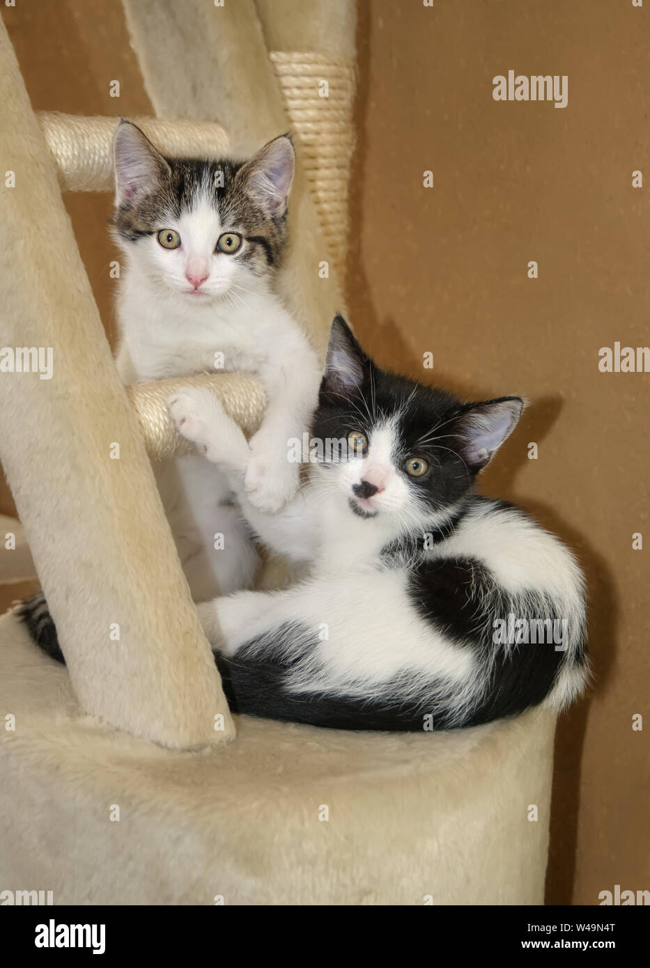 Due giovani simpatico gatto gattini, bicolore tabby e nero con il bianco, giocare insieme fianco a fianco su una scalfittura post e guardare curiosamente con ampia eye Foto Stock