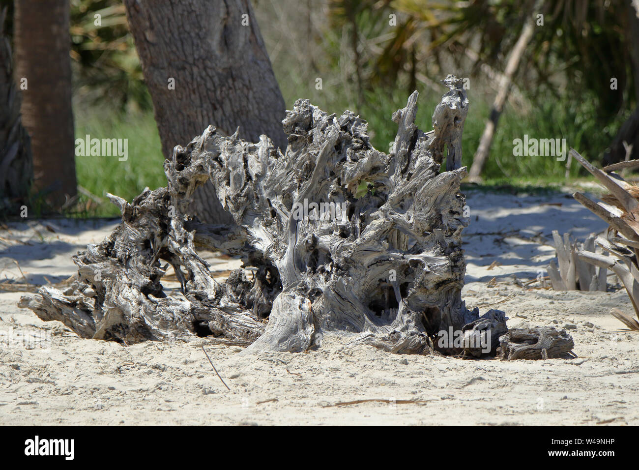 Driftwood ceppo di albero su di una spiaggia di sabbia Foto Stock