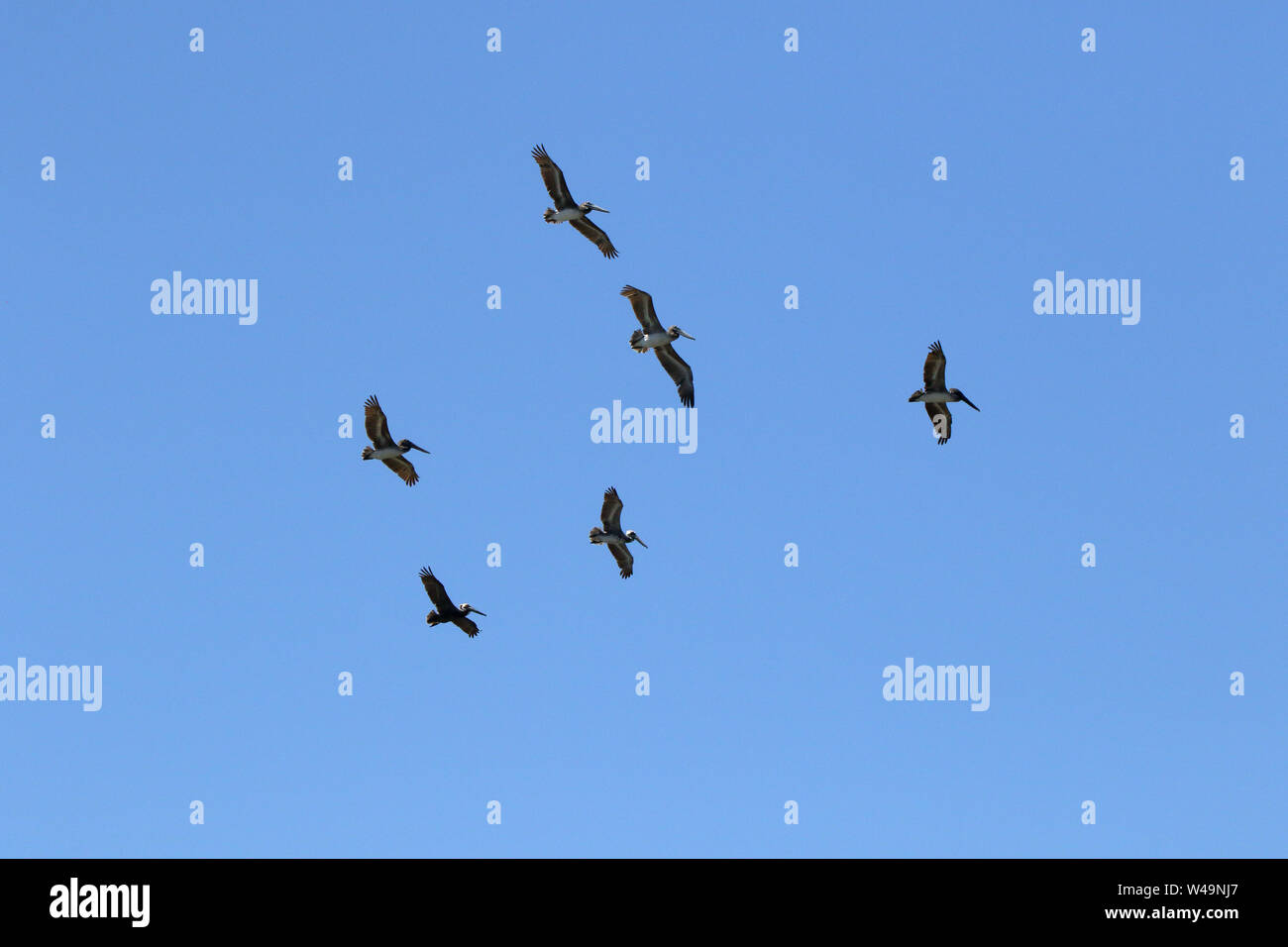 Una mezza dozzina di pellicani marroni scorrevolezza in un cielo blu. Foto Stock