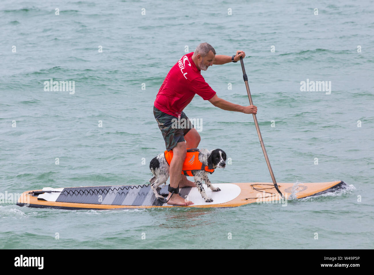 Branksome Dene lombata, Poole, Dorset, Regno Unito. Il 21 luglio 2019. Dopo il successo degli ultimi anni UKs primo cane campionati di surf, organizzato da Shaka Surf, a Branksome Dene Chine beach, la manifestazione si svolge per il secondo anno con ancor più i cani che vi partecipano e surf e paddleboarding sulle loro tavole. La folla a sua volta guarda il divertimento su breezy day rendendo le condizioni più impegnative. Spaniel cane la navigazione con il proprietario - cane sulla tavola da surf paddleboard. Credito: Carolyn Jenkins/Alamy Live News Foto Stock