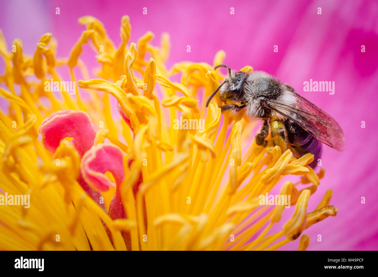Bombus, macro di un bumblebee su una rosa e fiore giallo, Baviera, Germania Foto Stock