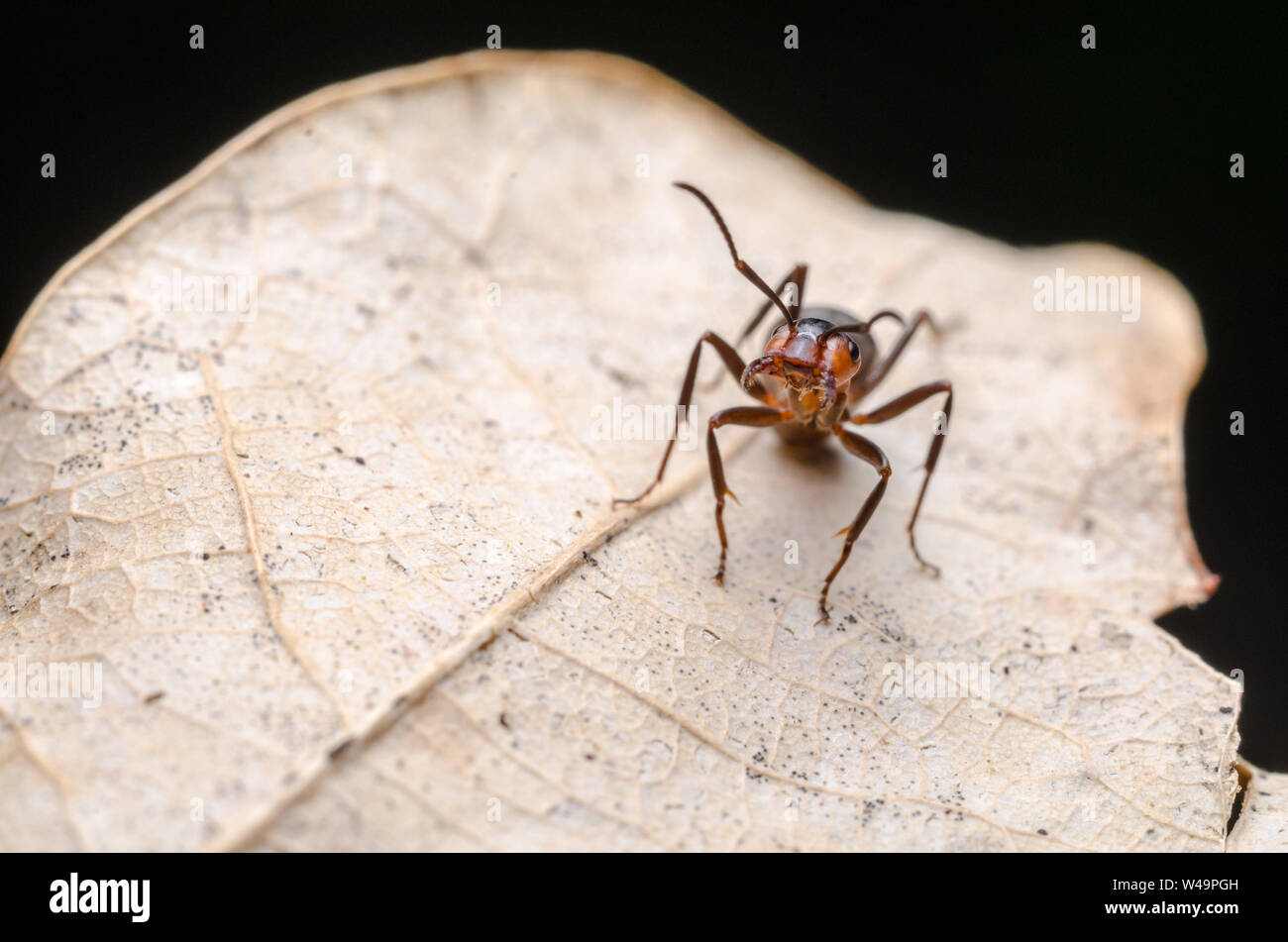 Formica rufa, macro di un falegname ant, legno ant nella foresta Foto Stock