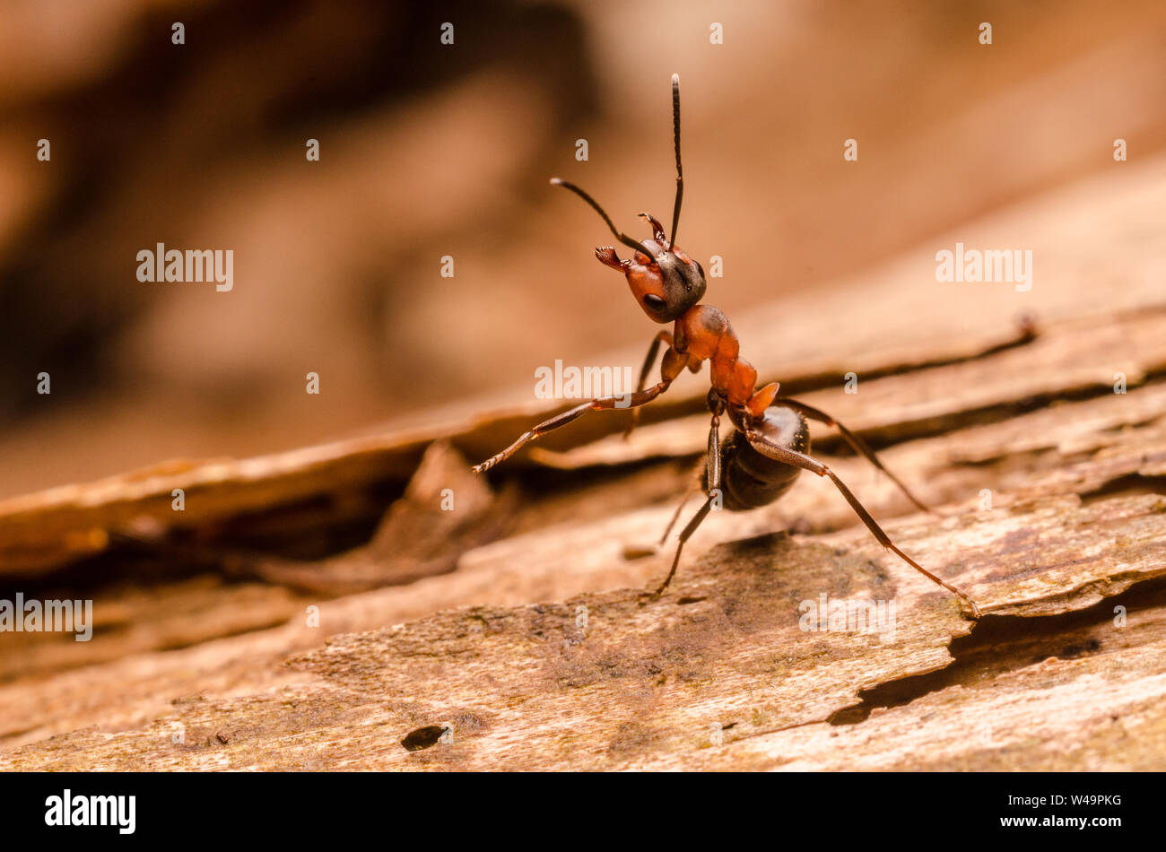 Formica rufa, macro di un falegname ant, legno ant nella foresta Foto Stock