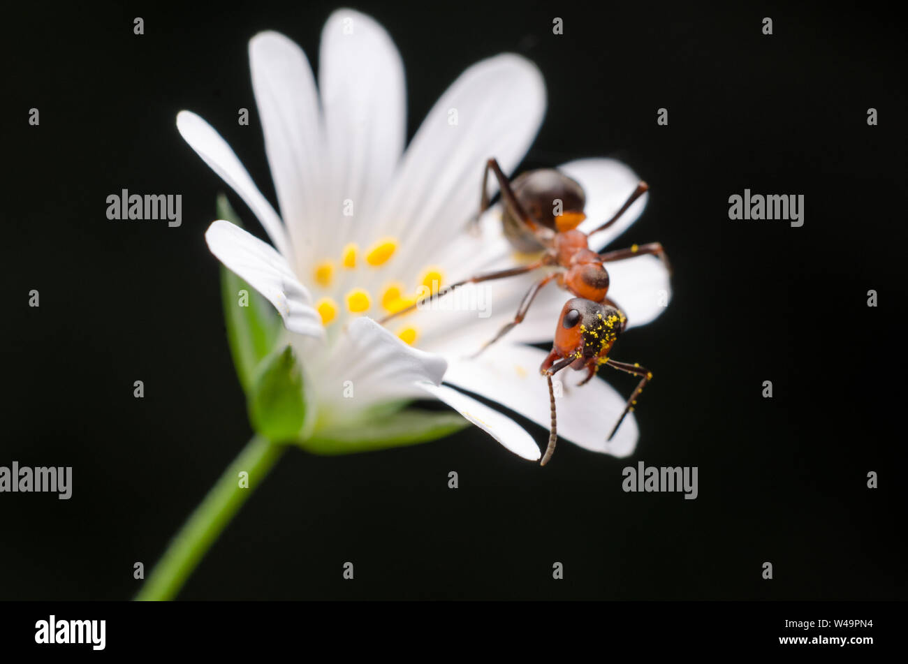 Formica rufa, macro di un falegname ant, legno ant nella foresta Foto Stock