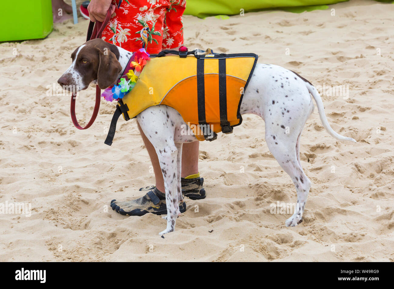 Branksome Dene lombata, Poole, Dorset, Regno Unito. Il 21 luglio 2019. Dopo il successo degli ultimi anni UKs primo cane campionati di surf, organizzato da Shaka Surf, a Branksome Dene Chine beach, la manifestazione si svolge per il secondo anno con ancor più i cani che vi partecipano e surf e paddleboarding sulle loro tavole. La folla a sua volta guarda il divertimento su breezy day rendendo le condizioni più impegnative. Credito: Carolyn Jenkins/Alamy Live News Foto Stock